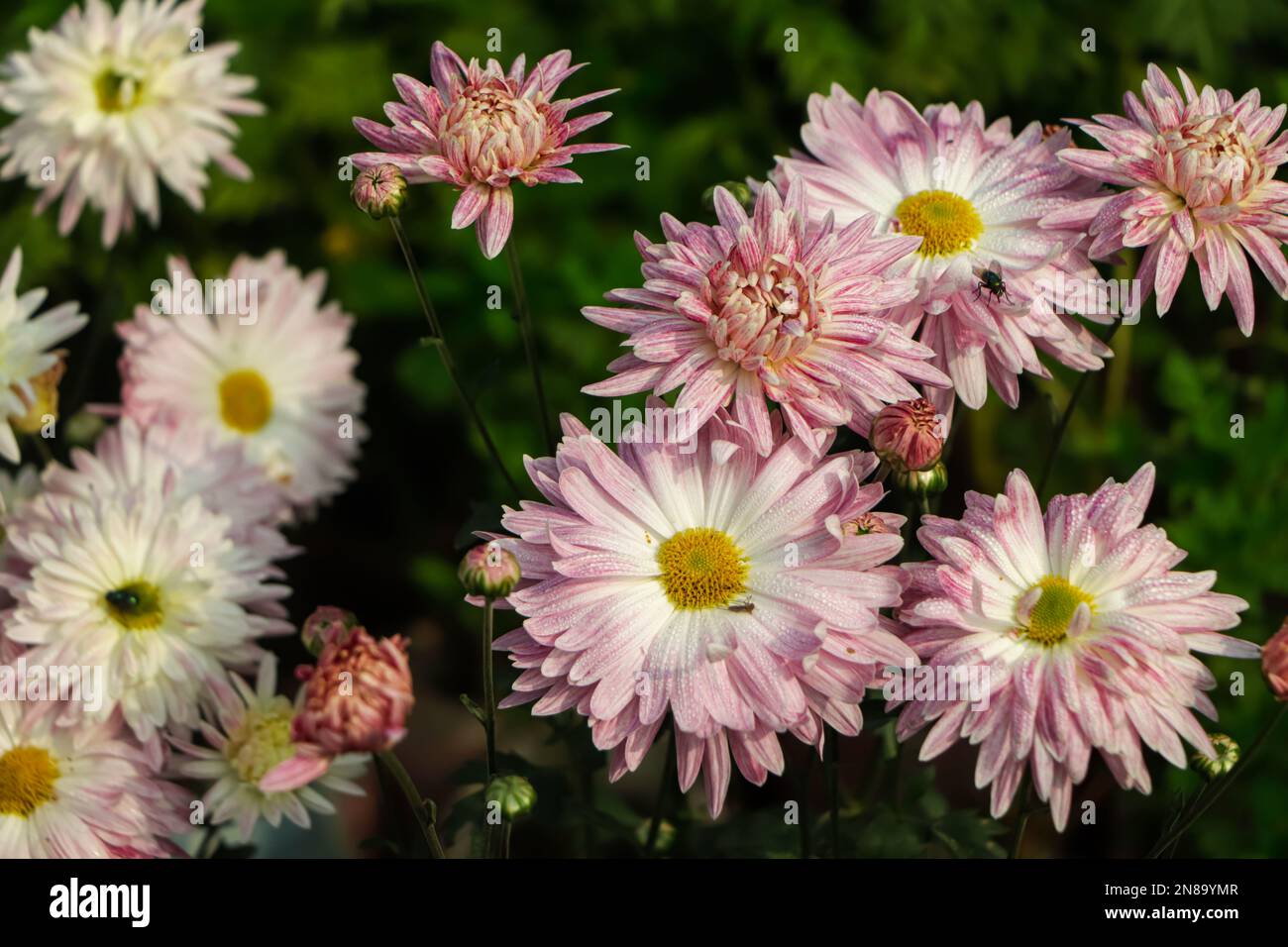 Chrysanthemum indicum winter hi-res stock photography and images - Alamy