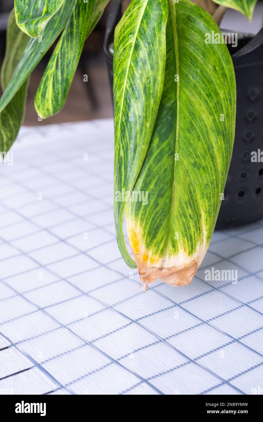 Problems of growing domestic plants - dry yellow tips of leaves, dry air, lack of humidity. Close-up of the leaf Stock Photo