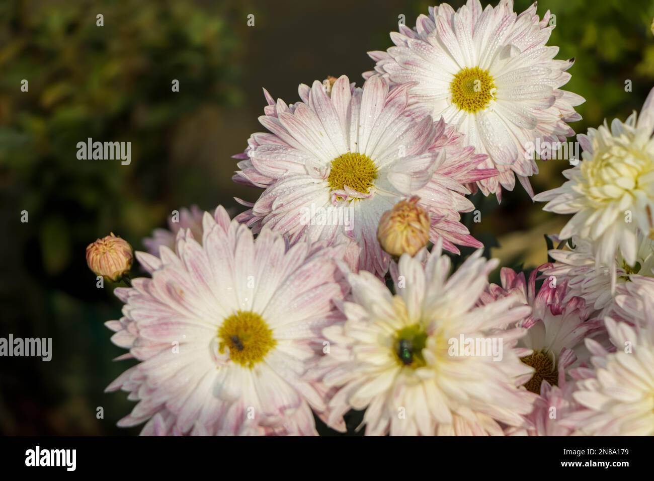 Chrysanthemum indicum winter hi-res stock photography and images - Alamy