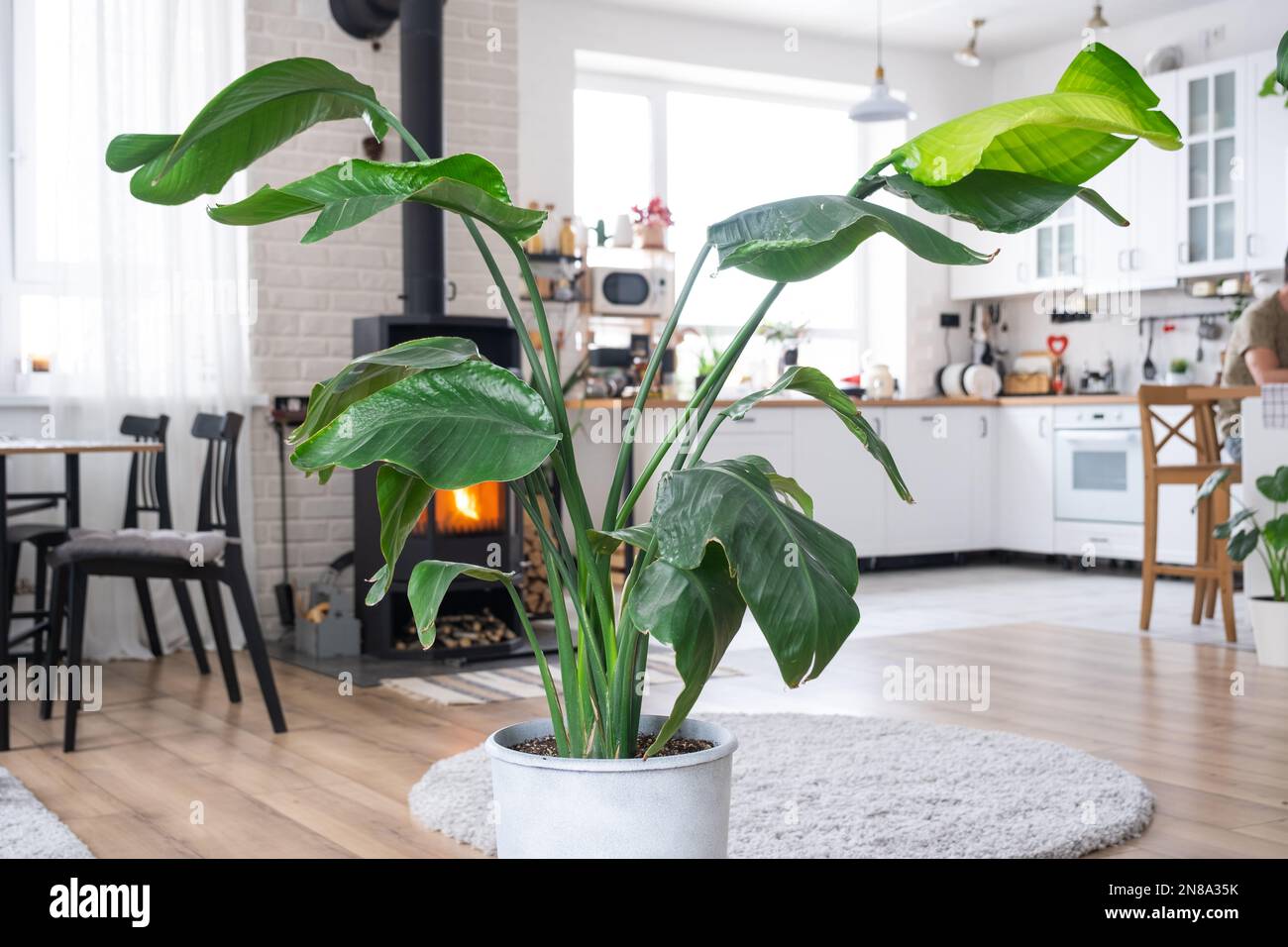 wann soll man zimmerpflanzen düngen Zimmerpflanzen Dünger, Monstera Dünger, 6 Monate Depotwirkung – PlantMe main image 1