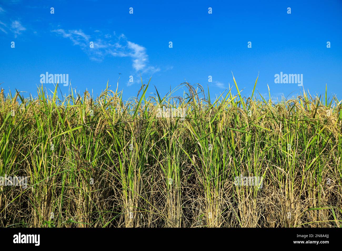 Light Raps In Rice Field Ripe rice field and sky background at sunset time with sun rays Stock ...