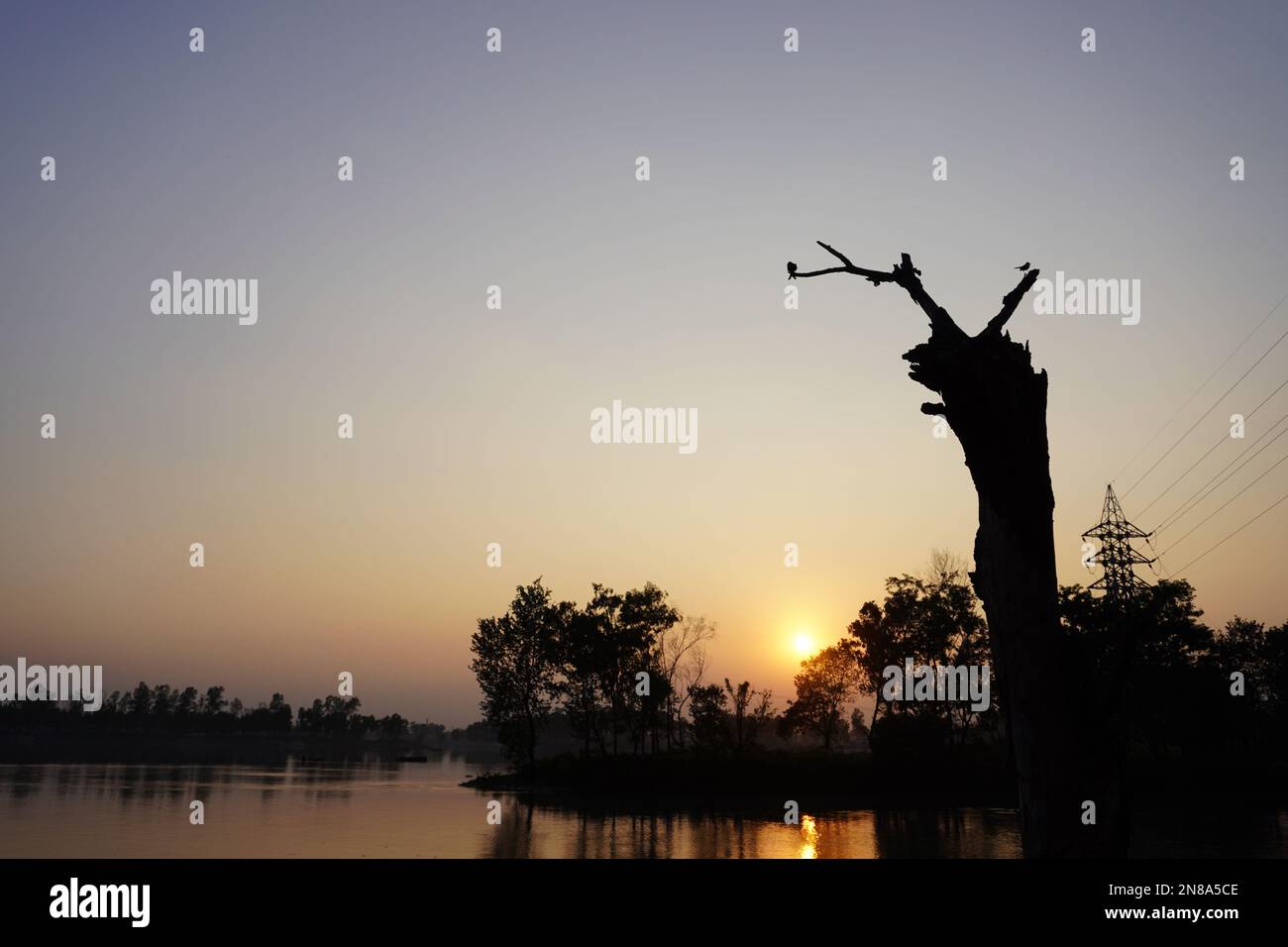 Lonely dead tree on background Stock Photo