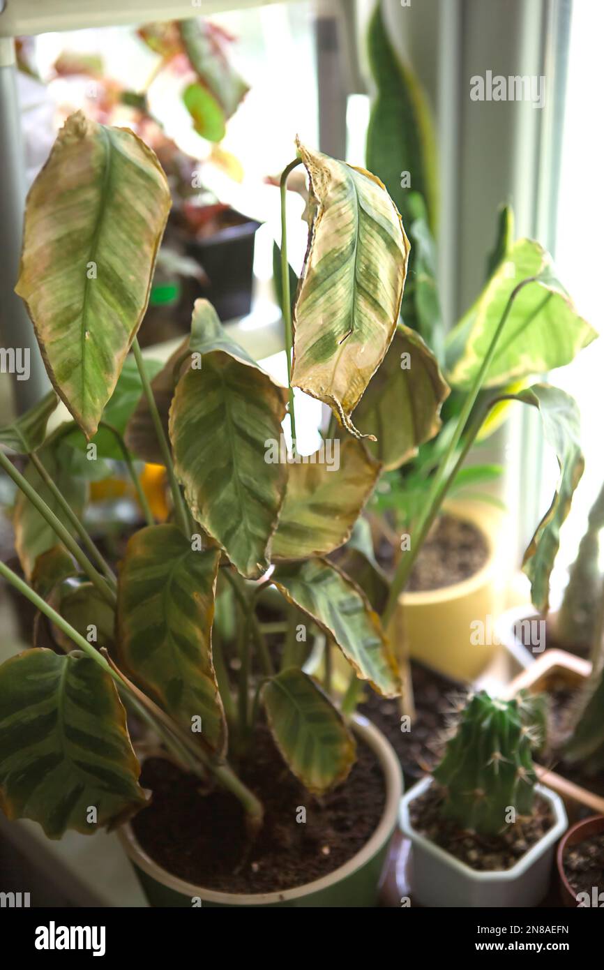 Problems in the cultivation of domestic plants Calathea leaves