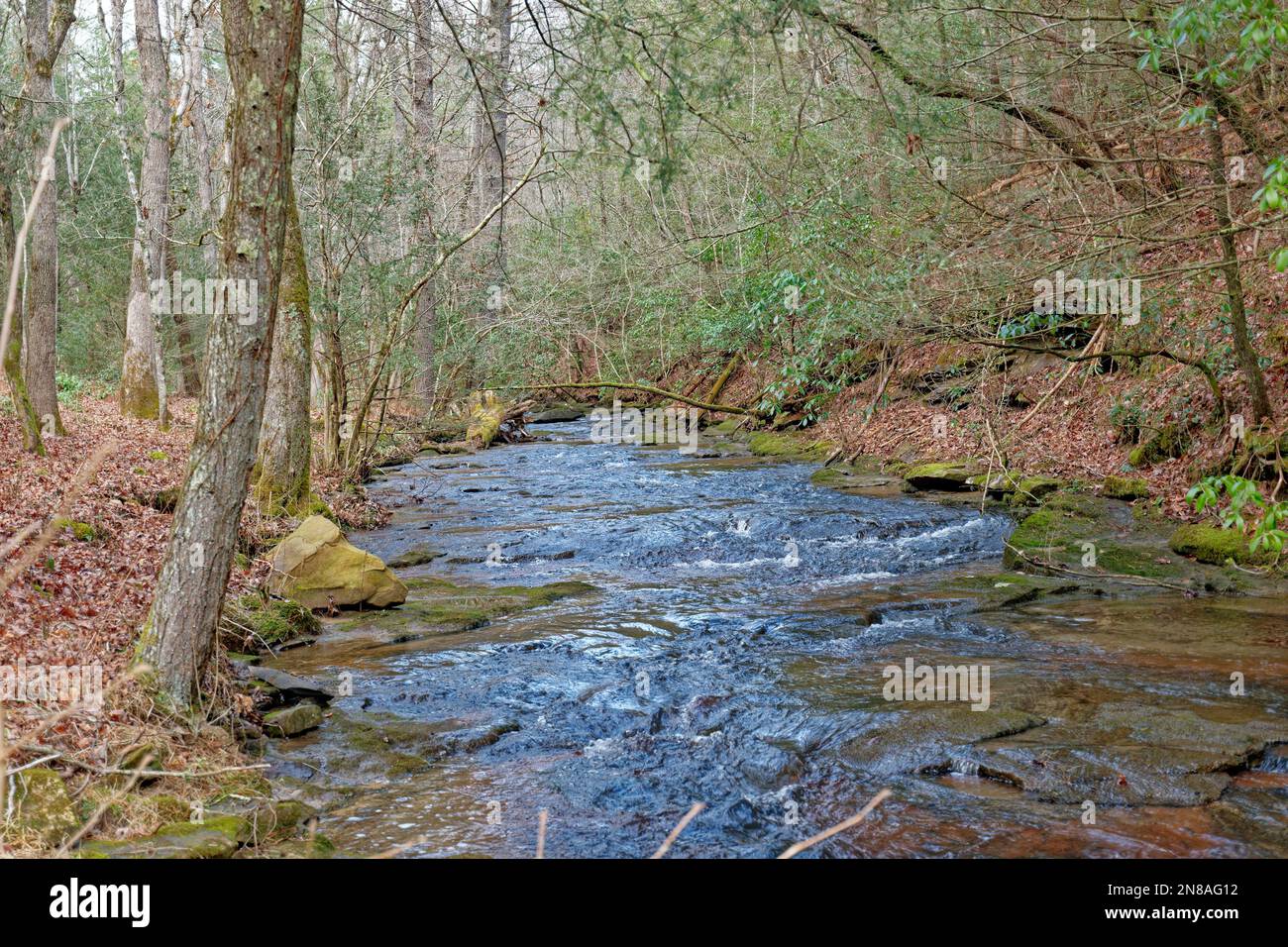 A full creek flowing through the woodlands surrounded by old growth trees and fallen leaves on the ground along the banks of the water in wintertime Stock Photo