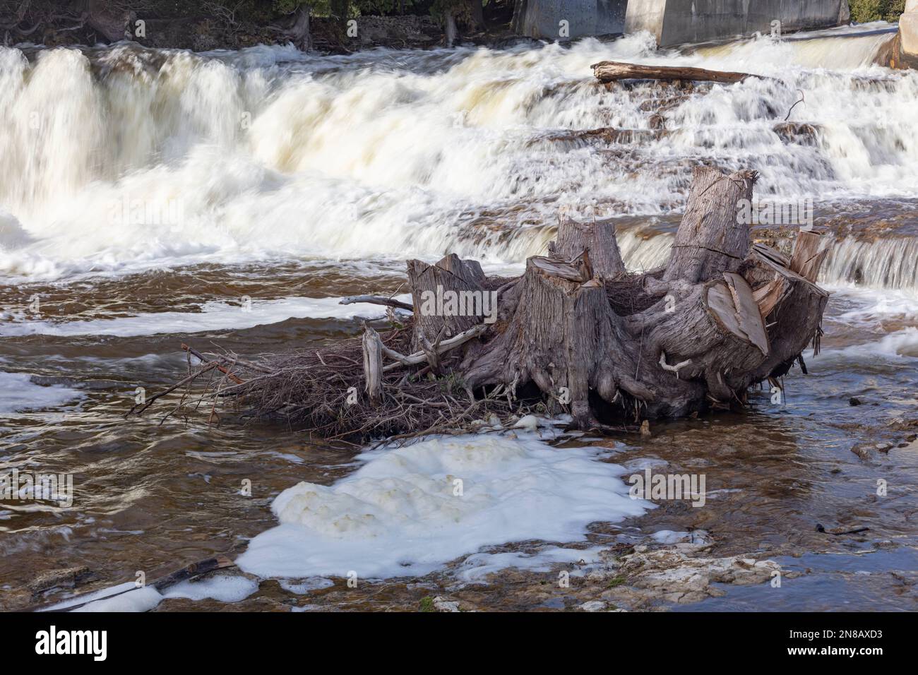 Rough and stationary tree stumps contrast against the soft smooth flow of the water below McGowan Falls at Durham in Ontario, Canada. Stock Photo