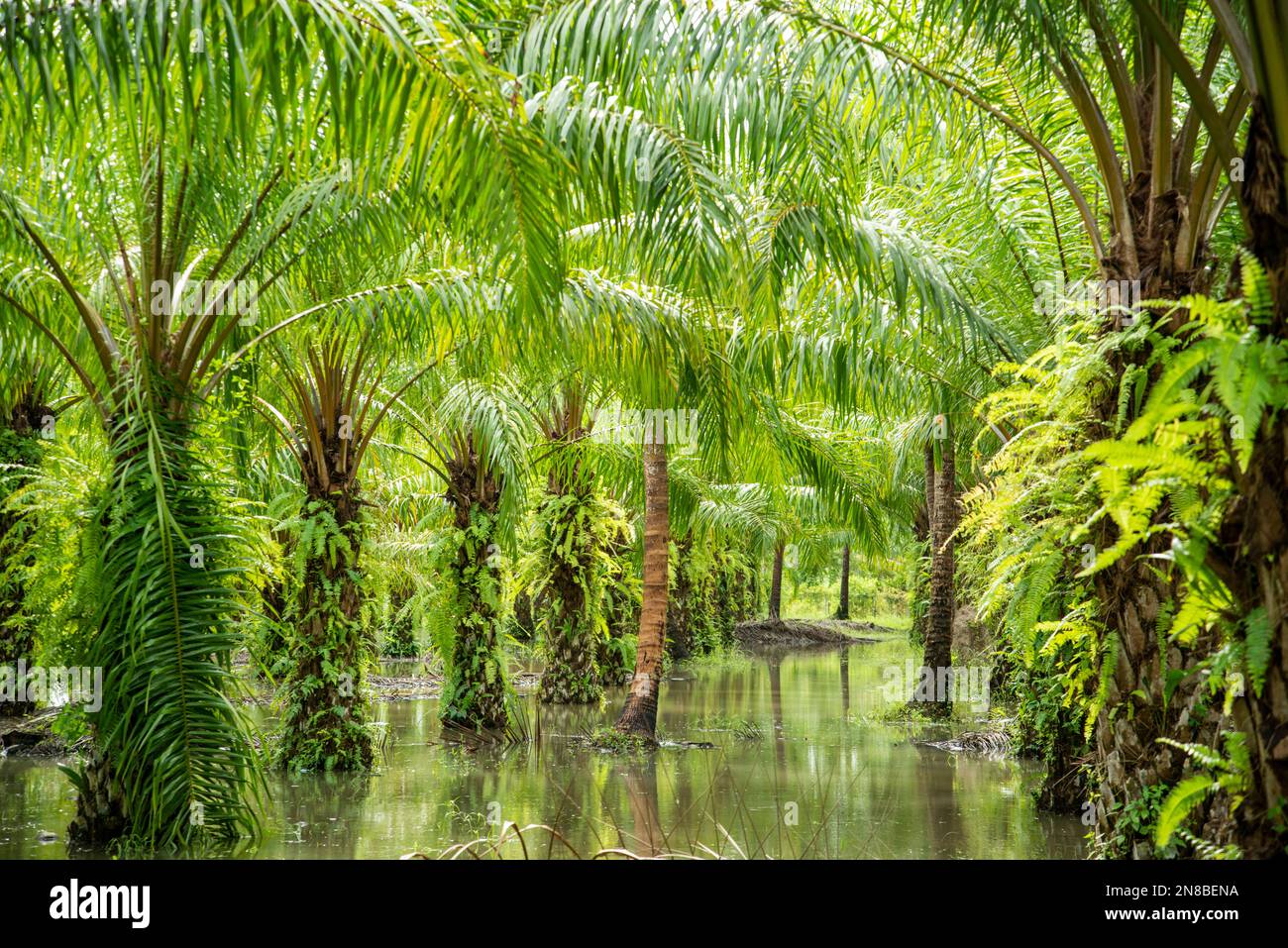 a Palm Oil Plantation near the Town of Bang Saphan in the Province of Prachuap Khiri Khan in Thailand,  Thailand, Bang Saphan, December, 2022 Stock Photo