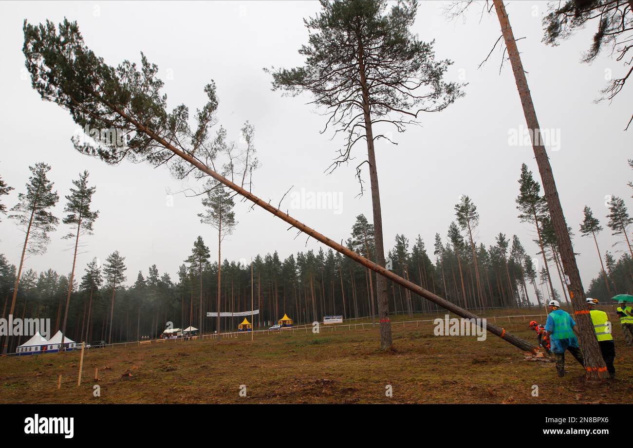 A logger and jury look at a falling tree during the XXX World  