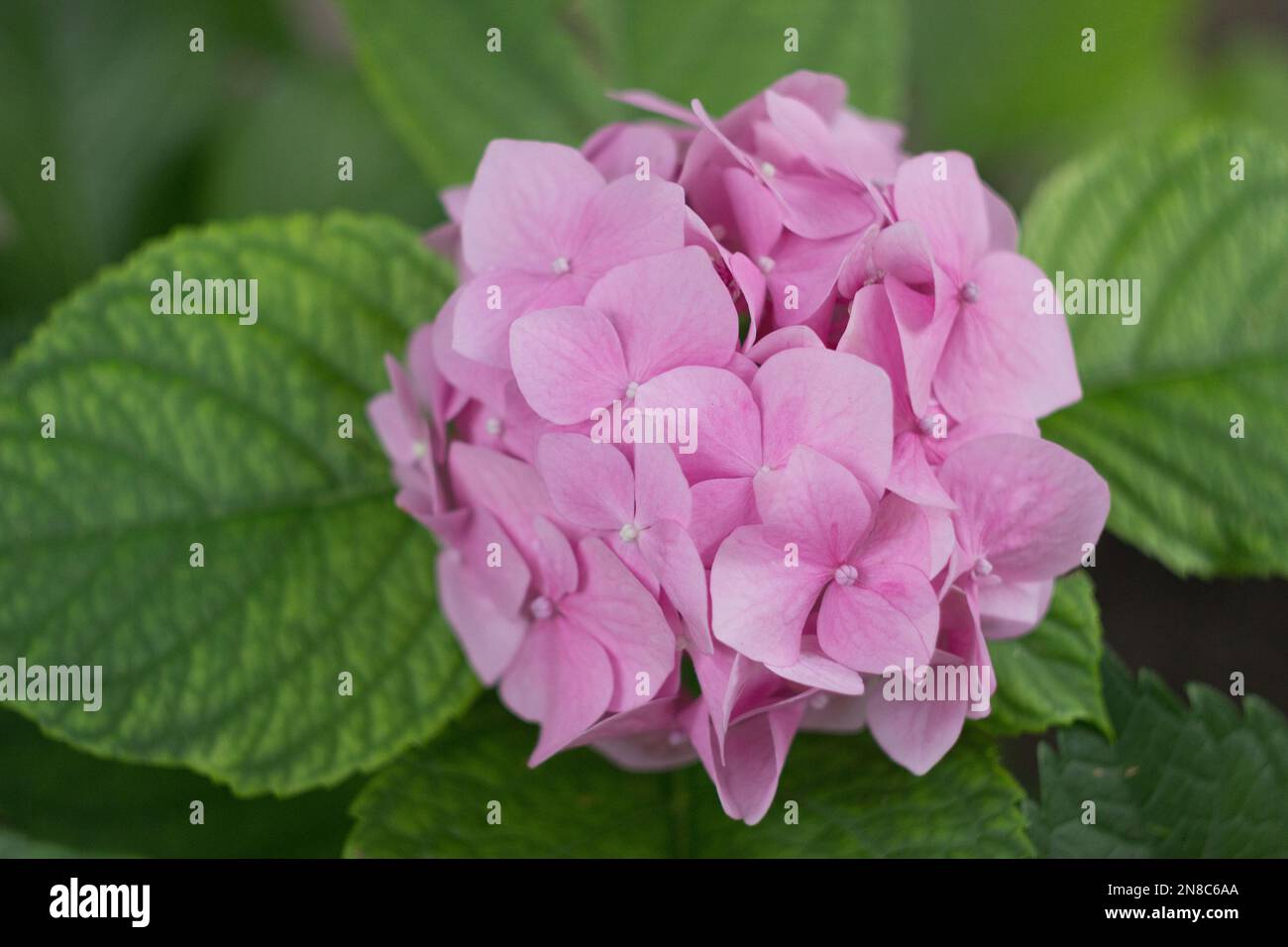 Pink hydrangea in the summer garden Stock Photo - Alamy