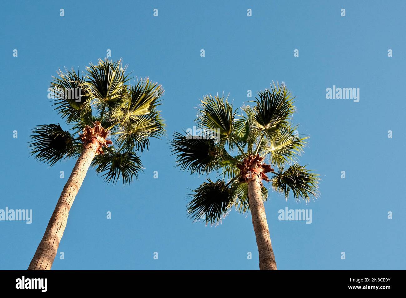 A low angle shot of palm trees against a blue sky Stock Photo - Alamy