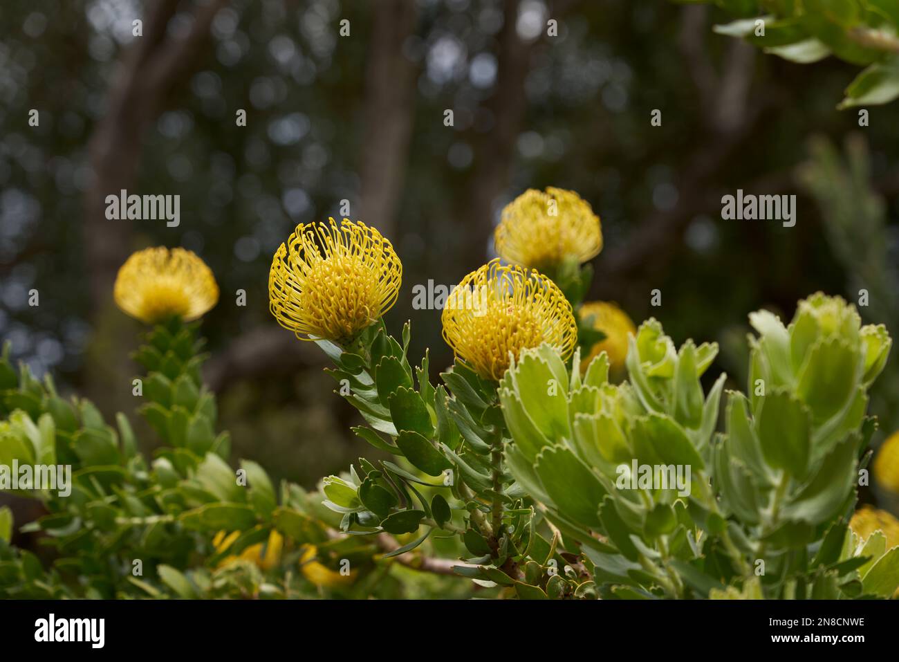 Pincushion Protea flower growing in the Kirstenbosch National Botanic Garden in Cape Town