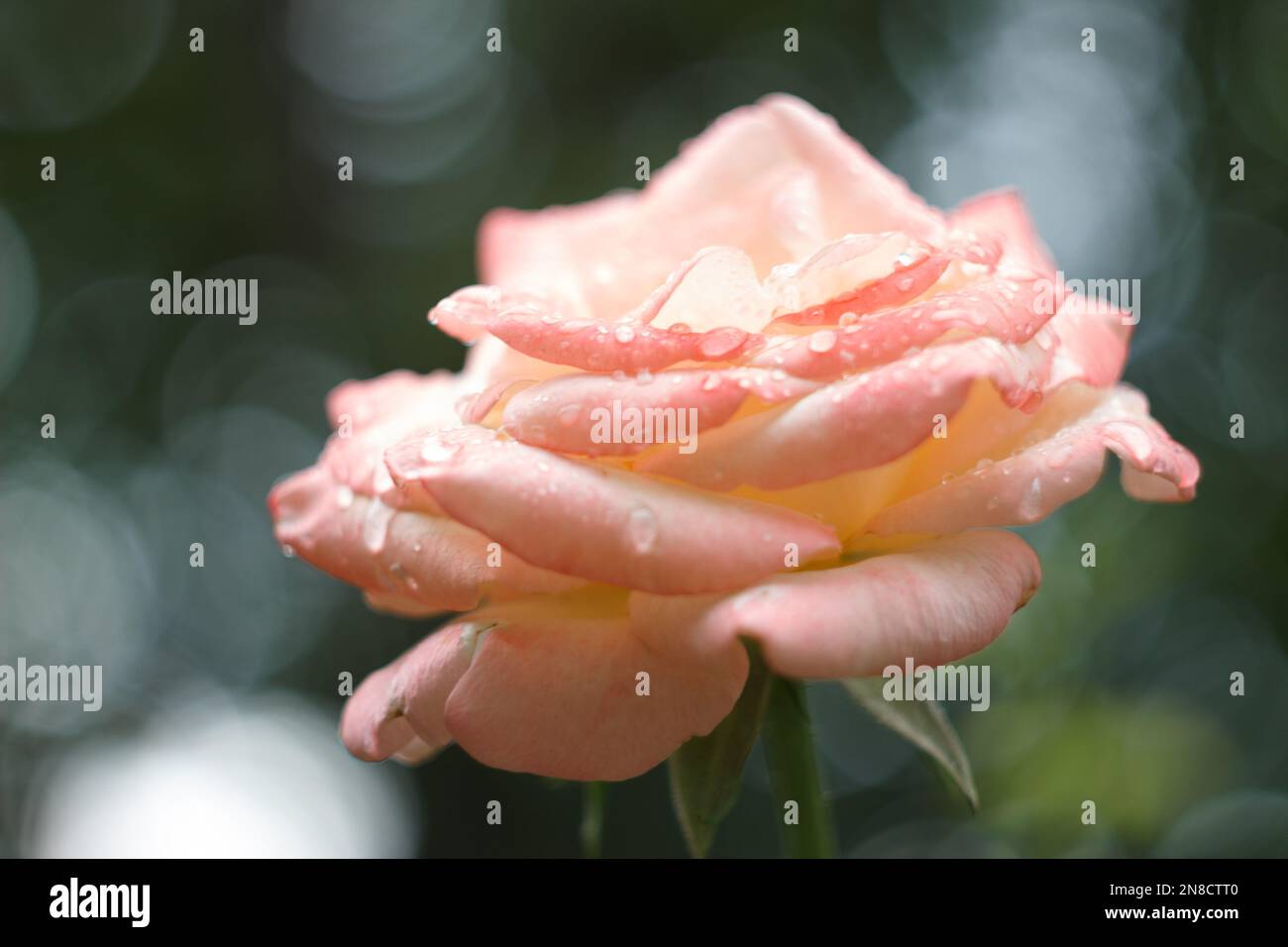 Light pink rose flower in the summer garden after rain Stock Photo - Alamy