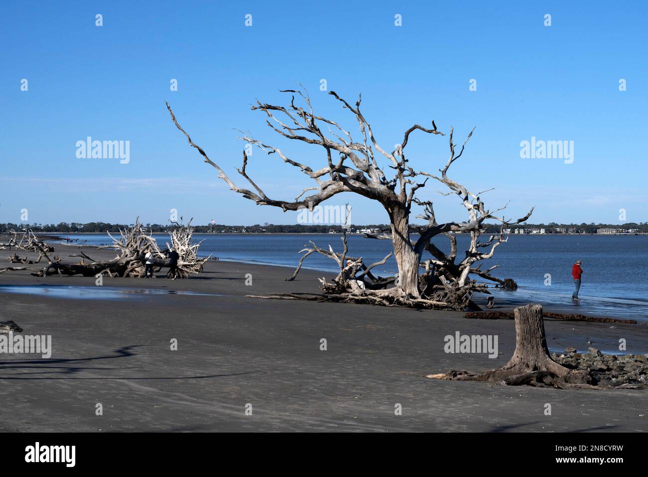 Driftwood on the beach of Jekyll Island Stock Photo