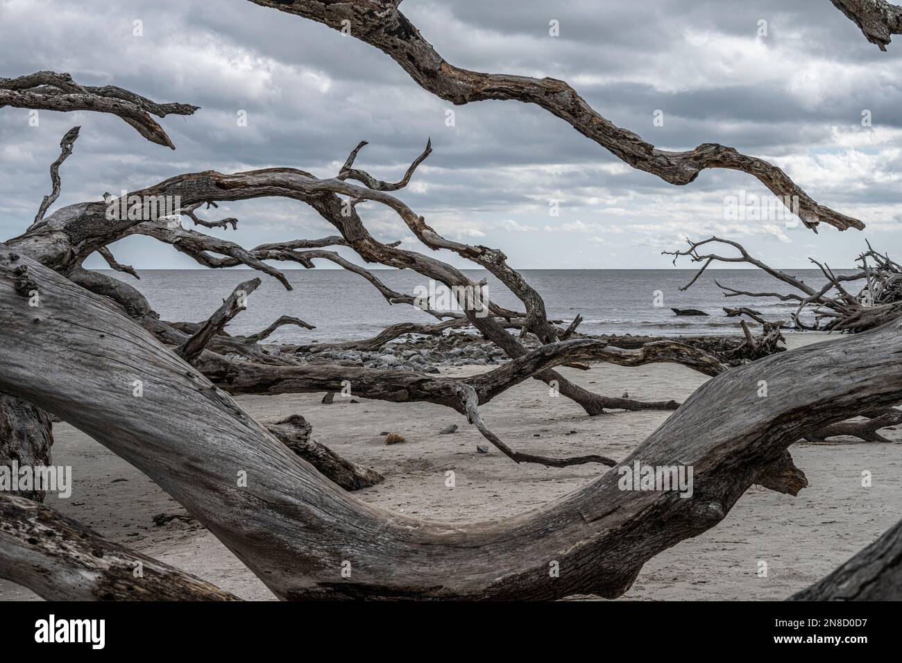 Driftwood on the beach of Jekyll Island Stock Photo