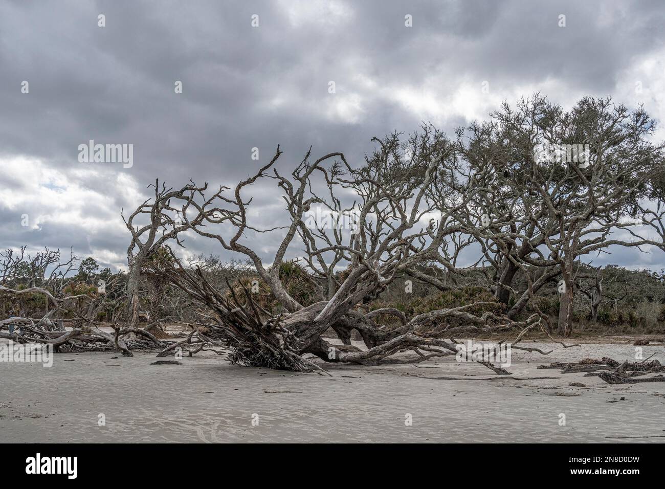 Driftwood on the beach of Jekyll Island Stock Photo