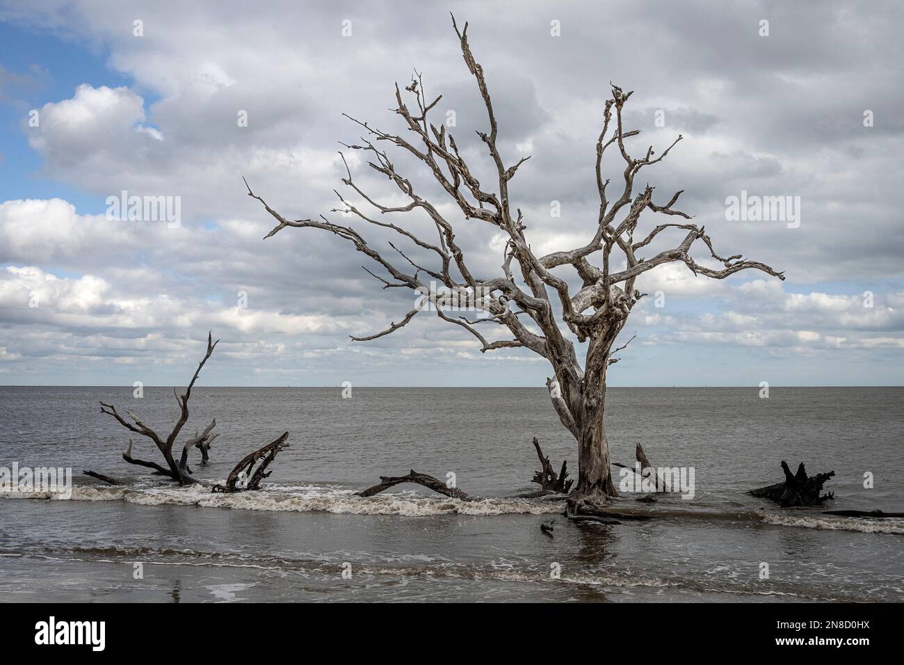 Driftwood on the beach of Jekyll Island Stock Photo Alamy