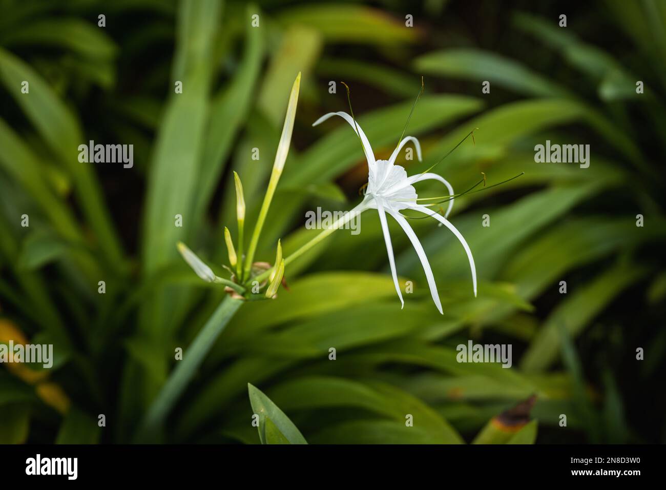 A closeup shot of a beach spider lily plant in Malaysia. Stock Photo