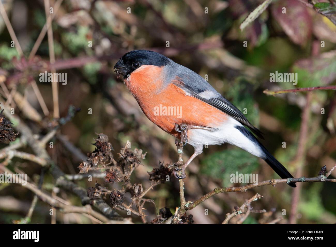 British Species Of Finches Hi res Stock Photography And Images Alamy british-species-of-finches-hi-res-stock-photography-and-images-alamy