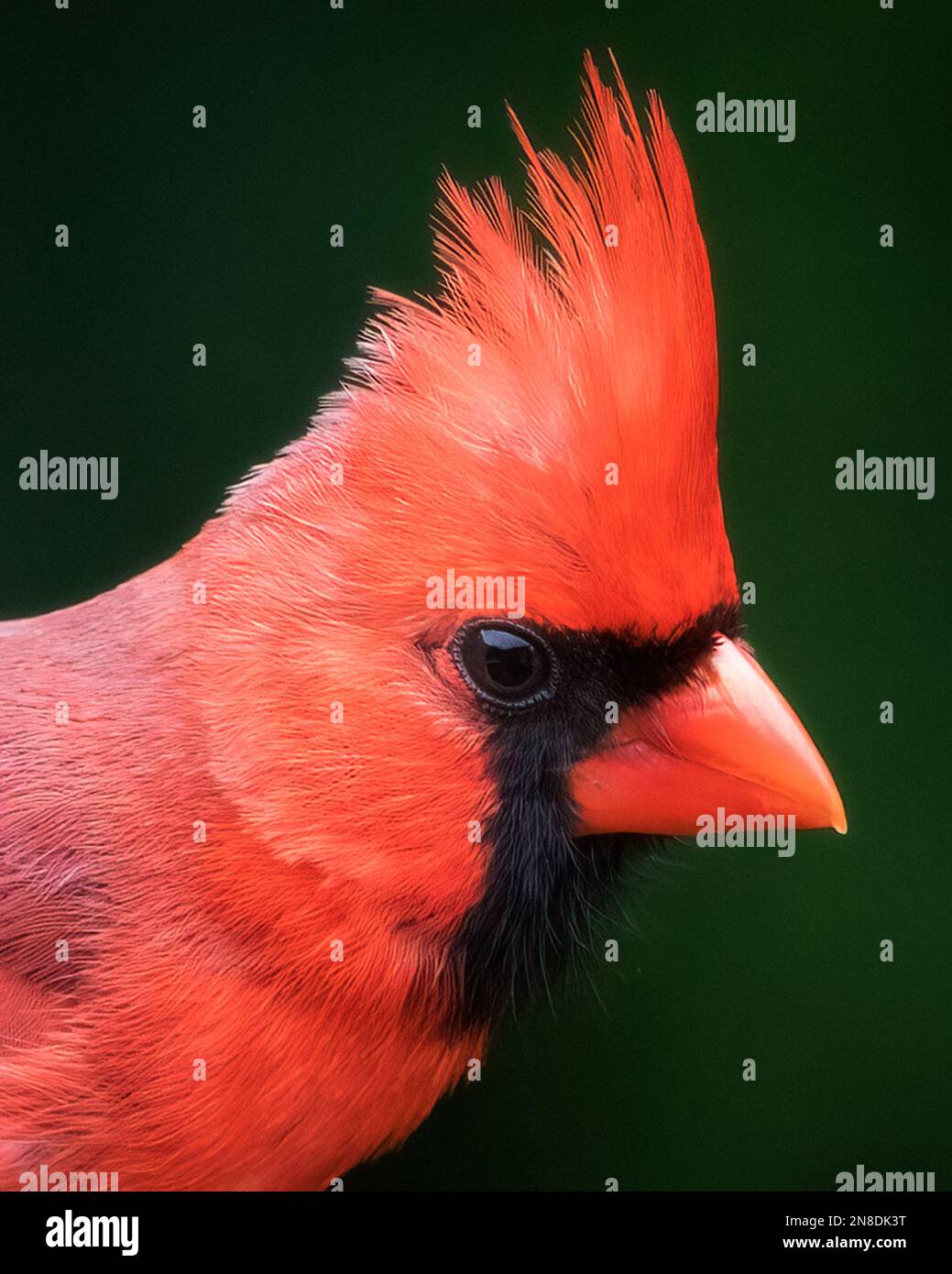 Red Northern Cardinal bird extreme closeup portrait Stock Photo