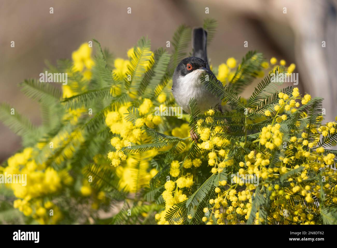 Mimosa flowers with a tiny bird, Sardinian warbler male (Sylvia