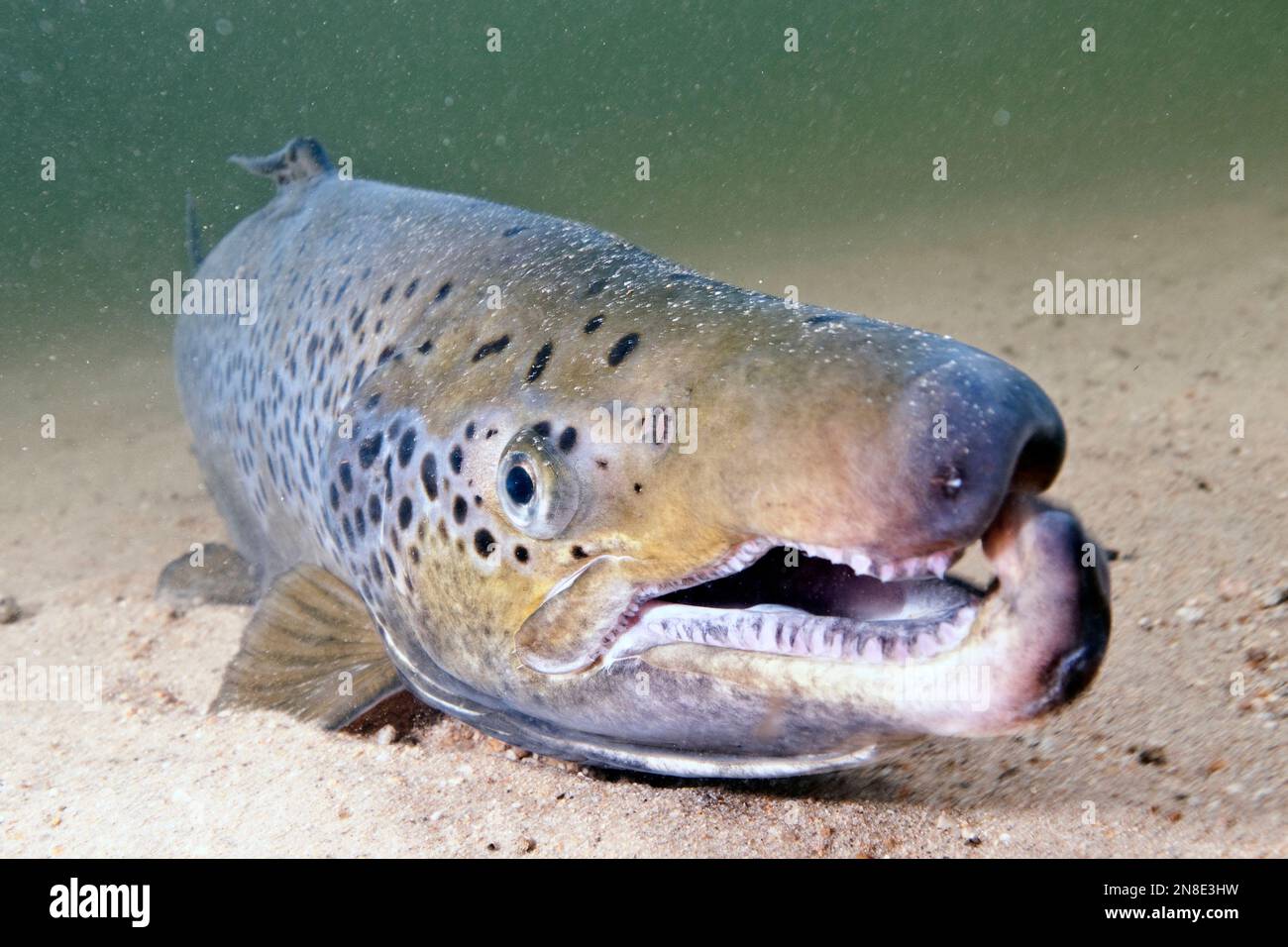 Landlock Atlantic Salmon male, Squam Lake, NH, close-up showing kype, or hook on lower jaw. Stock Photo