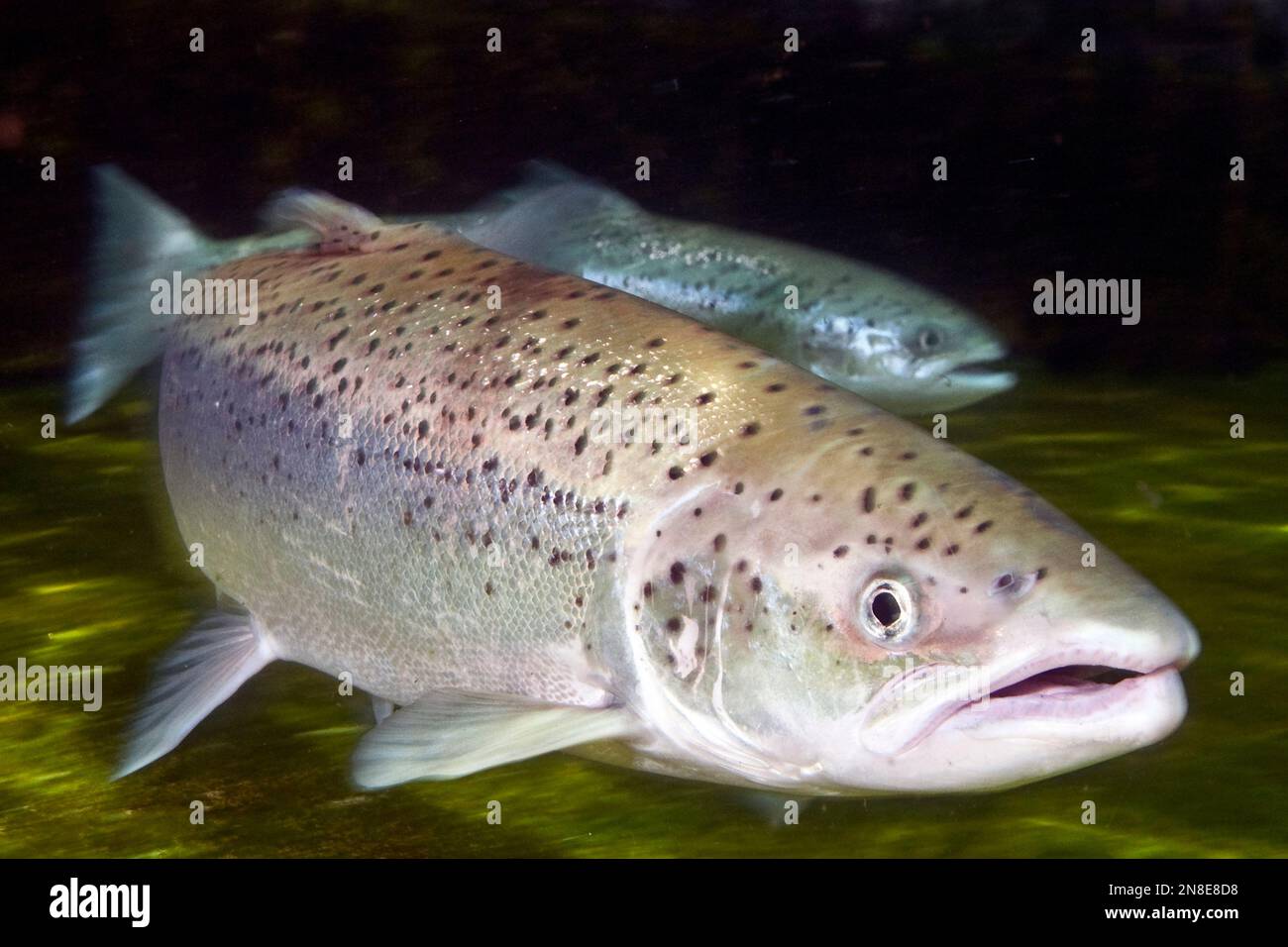 Atlantic Salmon female at base of dam. Stock Photo