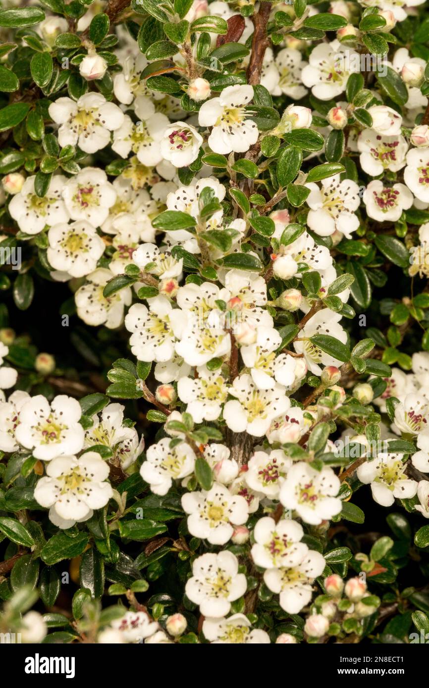 Cotoneaster 'Silver Shadow', Flowering, Cotoneaster integrifolius, Flowers, Spring, Flower, Plant, White, Blooms Stock Photo
