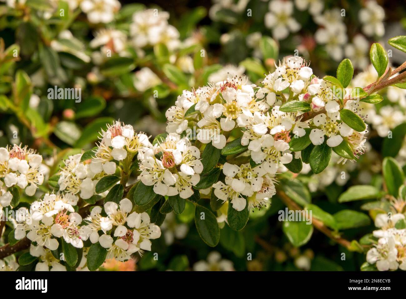 Cotoneaster × suecicus, Cotoneaster, Little Beauty, White, Blooming, Flowers, Blooms, Plant, Flower, Swedish Cotoneaster Stock Photo