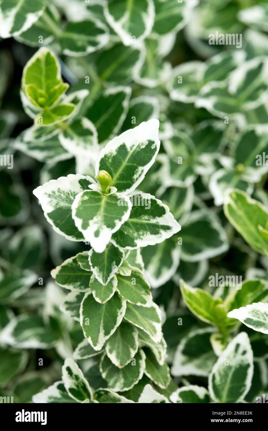 Euonymus 'Emerald Gaiety',Euonymus fortunei, Evergreen, Shrub, Plant Stock Photo