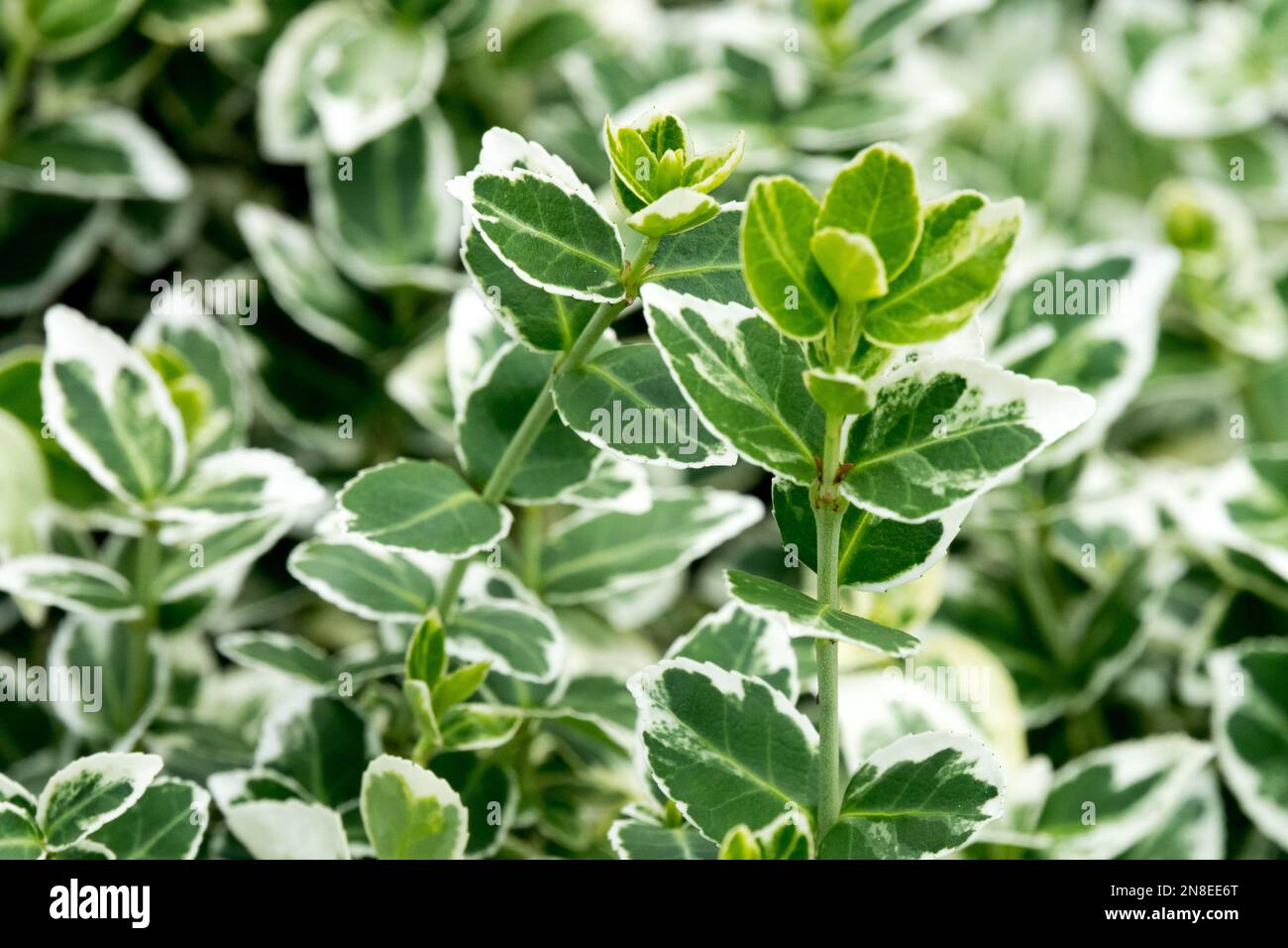 Euonymus 'Emerald Gaiety',Euonymus fortunei, Evergreen, Shrub, Plant Stock Photo