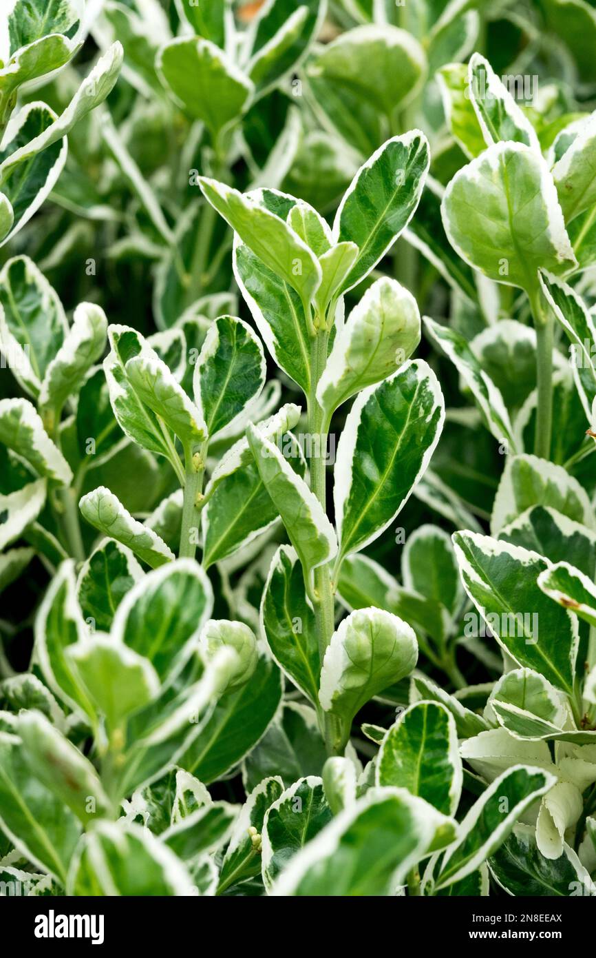 Evergreen, Euonymus 'Emerald Gaiety', White, Green, Variegated, Leaves Stock Photo