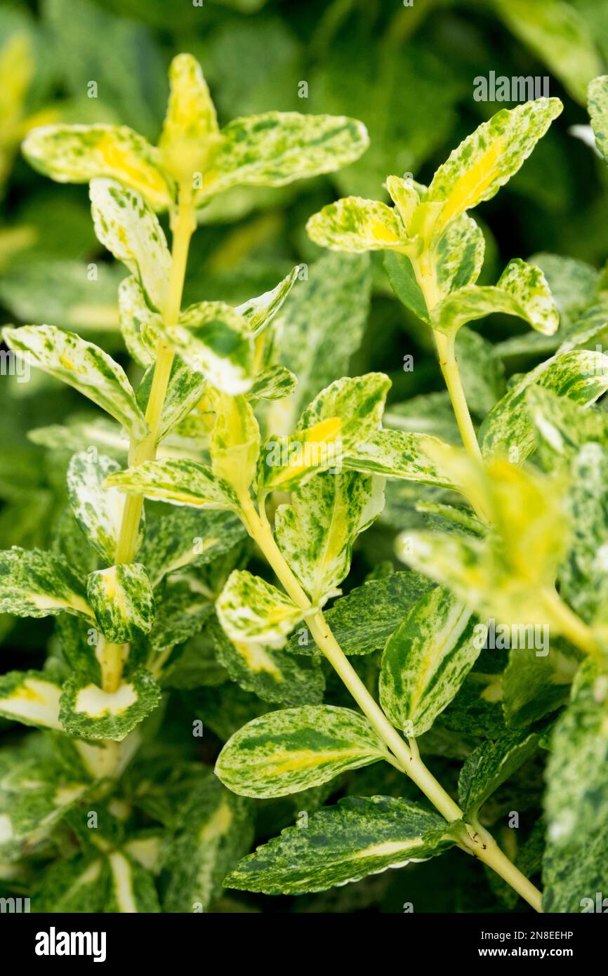 Euonymus 'Golden Harlequin', Euonymus fortunei, Winter Creeper, Evergreen, Leaves Stock Photo