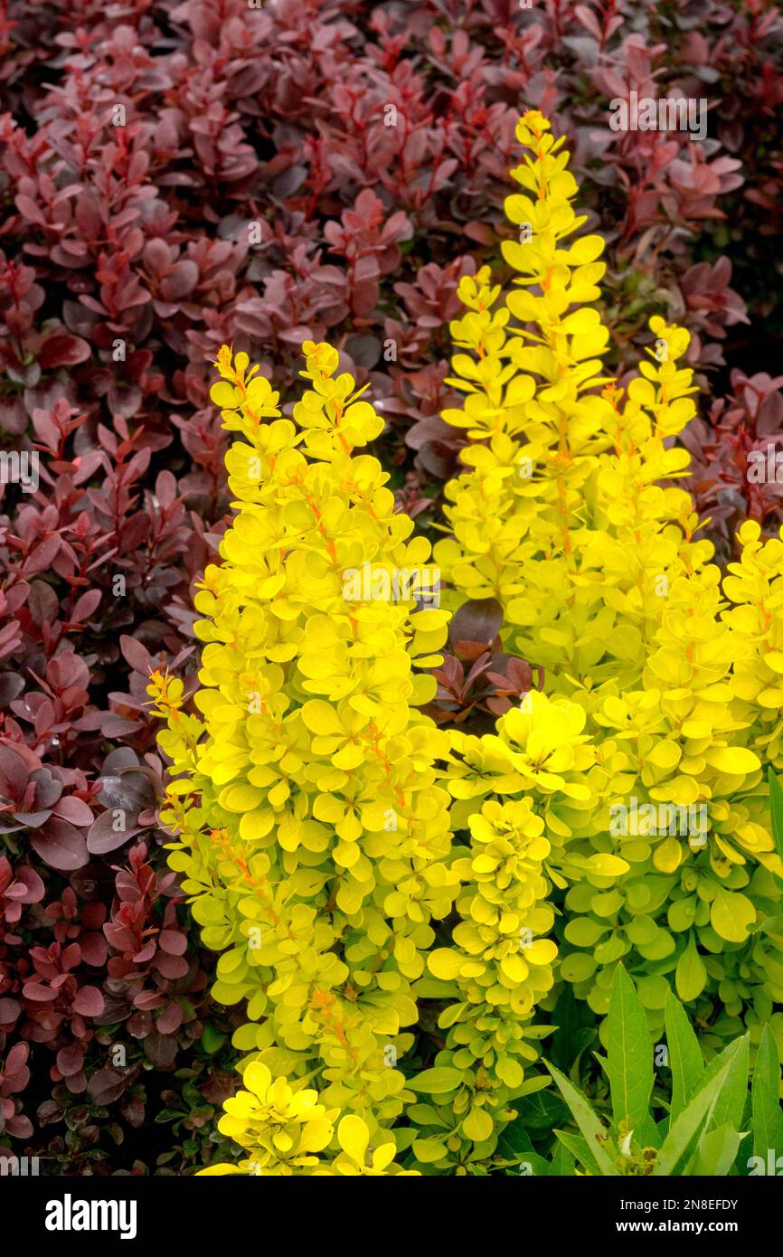 Japanese Barberry, Berberis thunbergii 'Golden Torch', Berberis, Spring, Barberry, Berberis 'Golden Torch', Yellow, Leaves, Contrast, Foliage, Colour Stock Photo