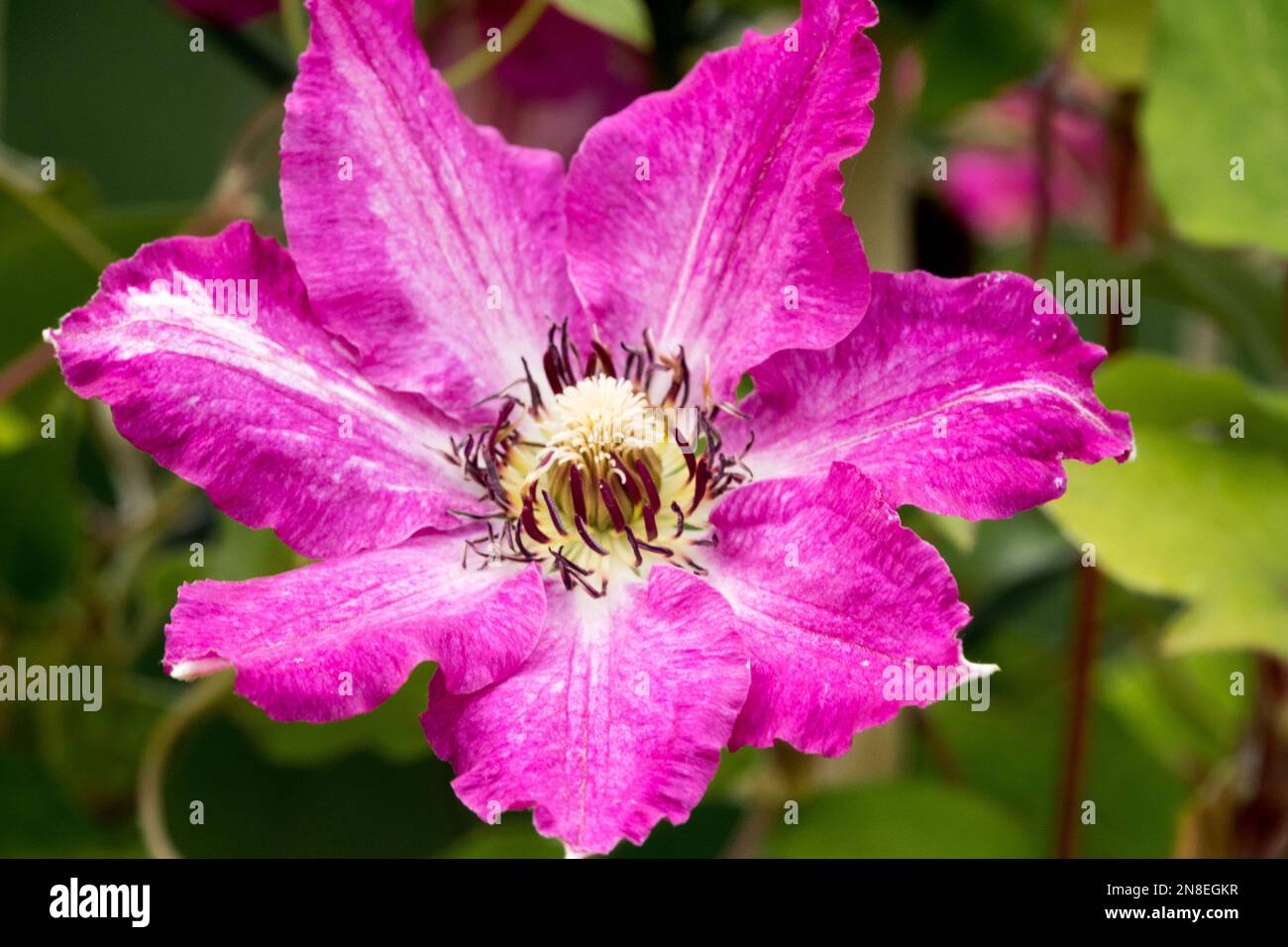 Clematis flower, Pink Clematis 'Viva Polonia', Clematis close-up flower Stock Photo