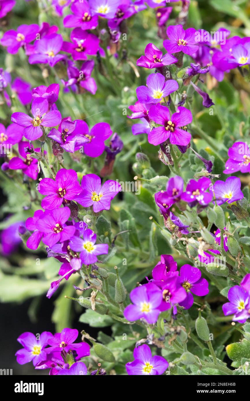 Aubrieta 'Downers', Rock Cress, Aubrieta canescens, Aubrieta deltoidea, Purple, Flowers Stock Photo