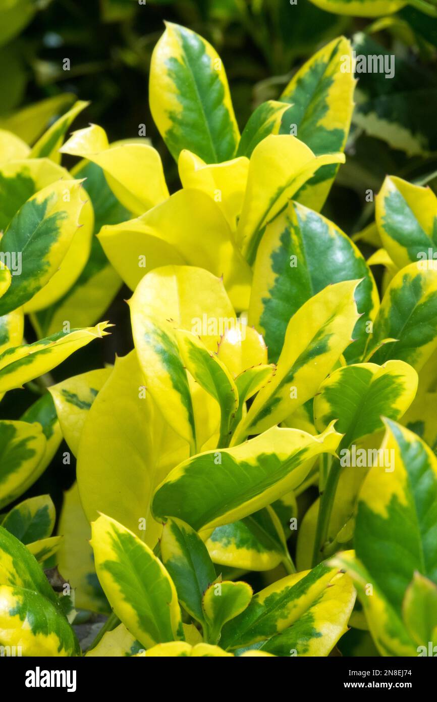 Altaclara Holly, Ilex altaclarensis 'Golden 'King', Ilex, Variegated, Leaves, Yellow, Shrub, Ilex 'Golden King', Evergreen, Plant Stock Photo
