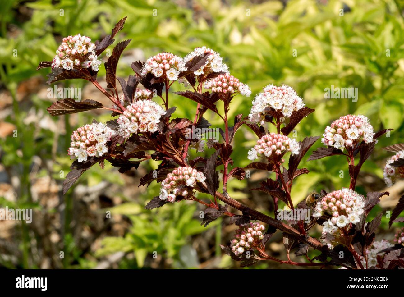 Physocarpus opulifolius 'Summer Wine', Eastern Ninebark, Physocarpus, Blooming, Shrub, Spring, Blossoms, Branch, Plant Stock Photo