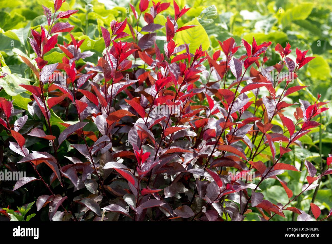 Prunus 2024 x cistena