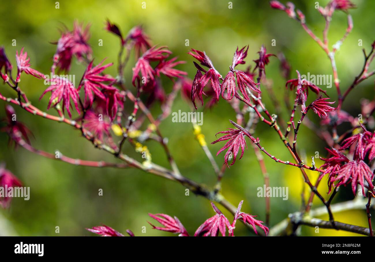 Fantastic leaves of red maple ( Japanese maple) in Japanese garden of ...