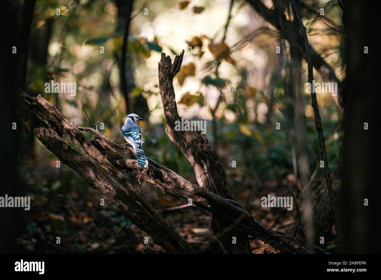 A closeup view of a blue jay in a park Stock Photo