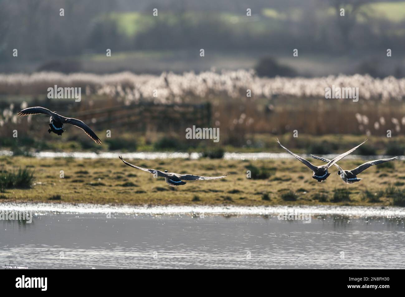 Canada Goose, Branta canadensis - Canada Geese fly over marshland Stock Photo