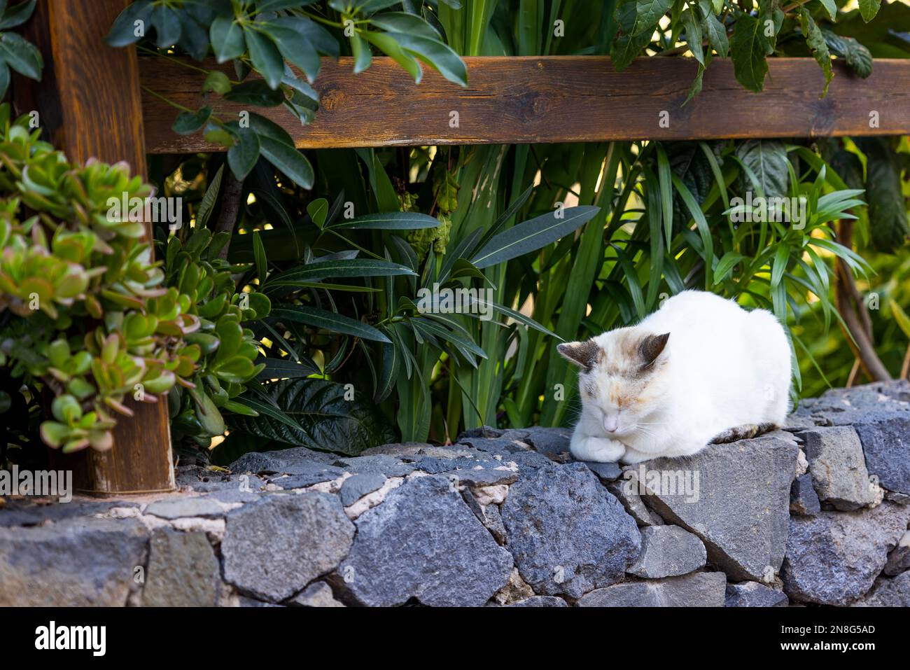 Kitten sleeping flowers hi-res stock photography and images - Alamy