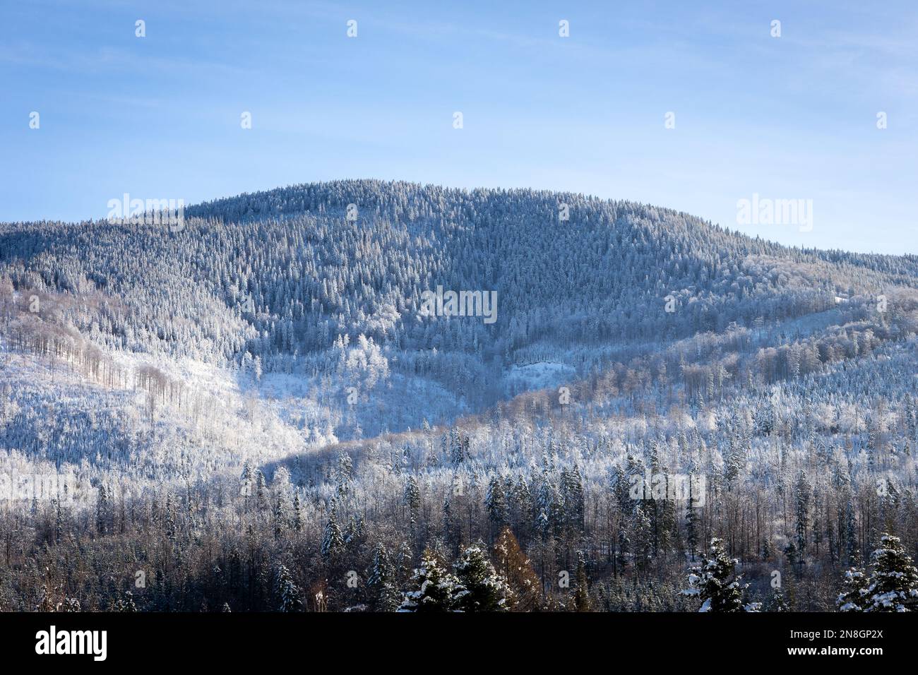 Winter landscape of Beskid Mountains with Romanka peak and coniferous forest covered with snow, Wegierska Gorka, Poland. Stock Photo