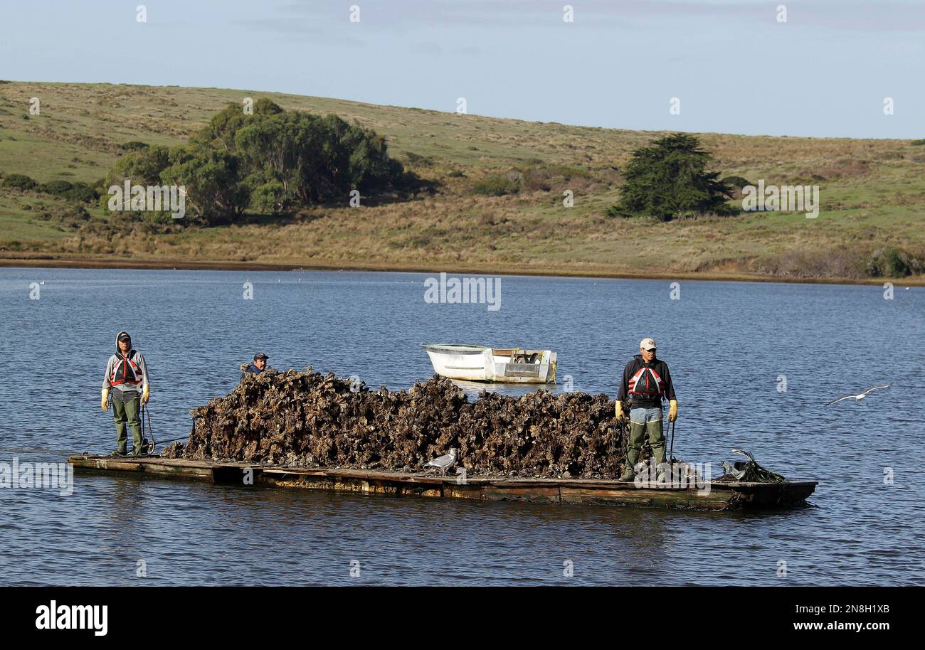 In this photo taken Wednesday Nov. 21, 2012, workers on a scow bring in
