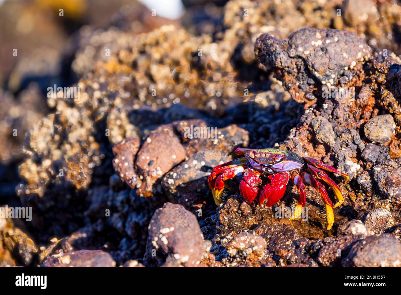 A little crab caught in the daylight on the shore. Closeup photo. Stock Photo
