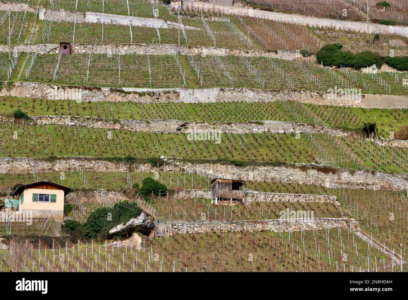 Vineyards above the village of Ollon in Canton de Vaud in Switzerland, January 2023 Stock Photo