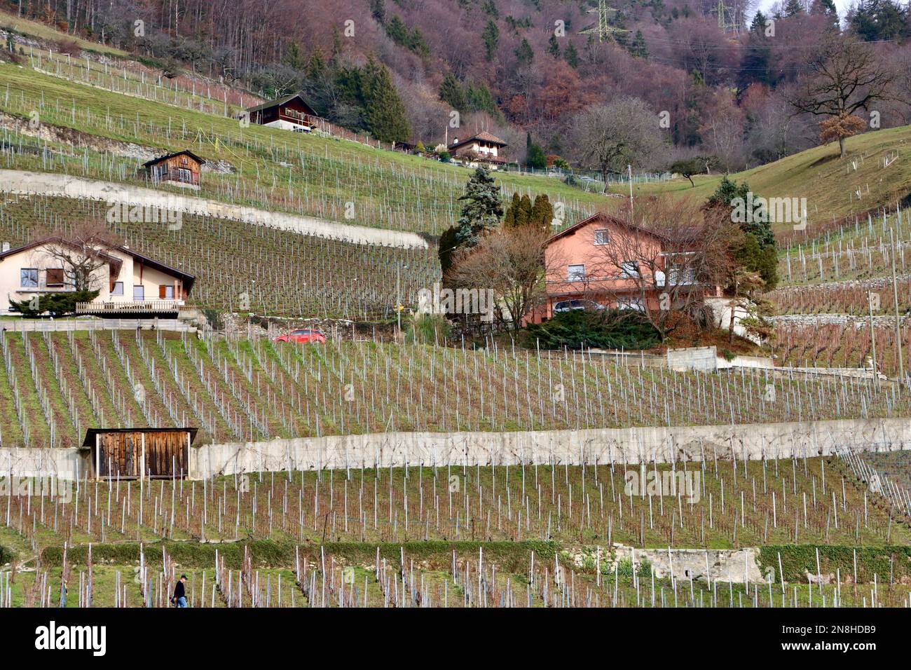 Vineyards above the village of Ollon in Canton de Vaud in Switzerland