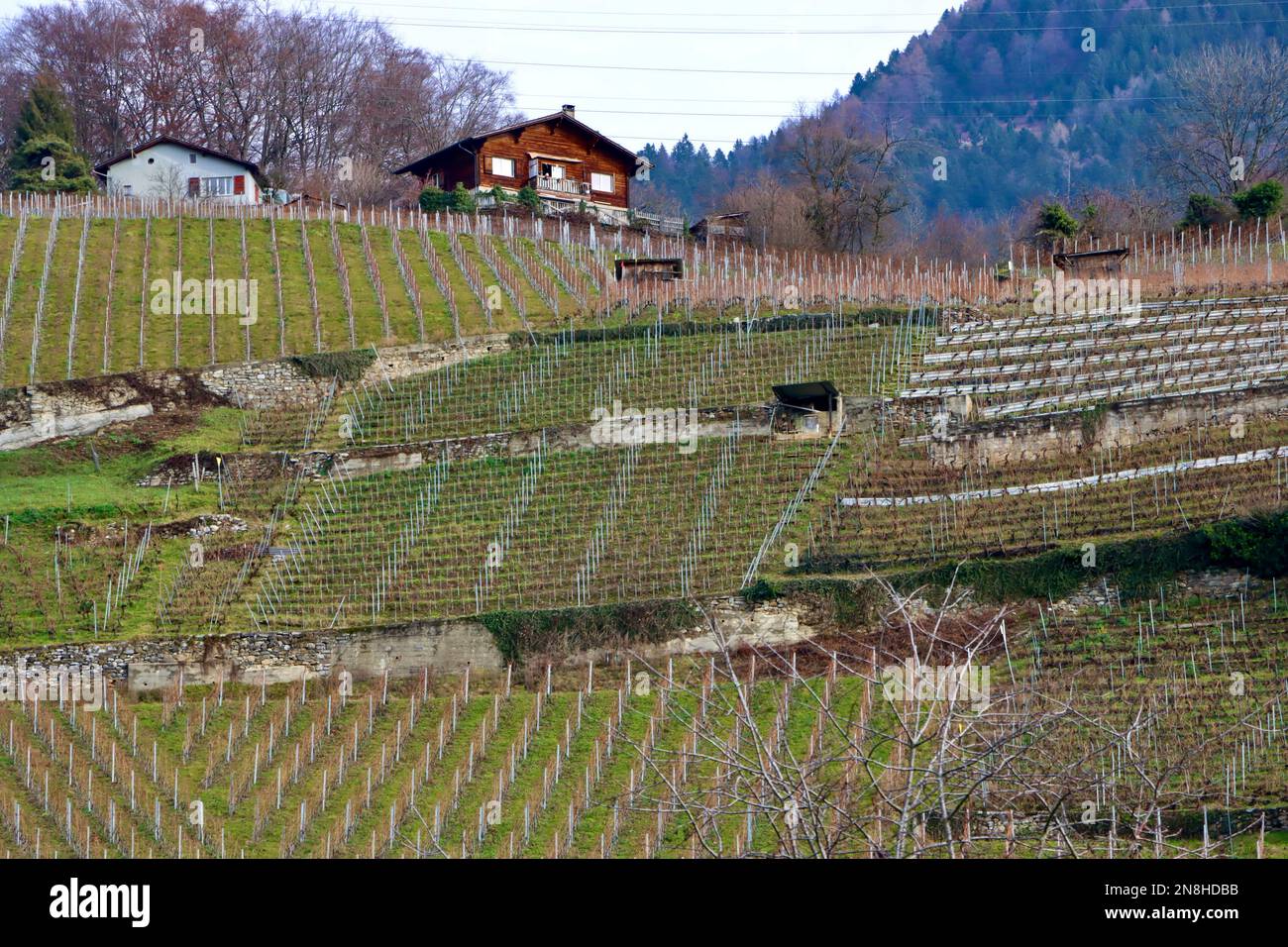 Vineyards above the village of Ollon in Canton de Vaud in Switzerland, January 2023 Stock Photo