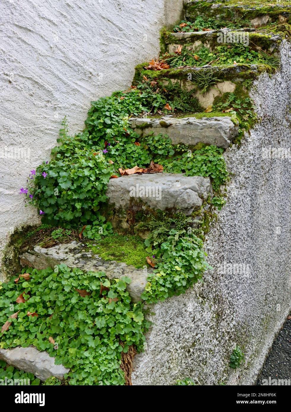 Overgrown steps outside of old building in Ollon Switzerland. Stock Photo