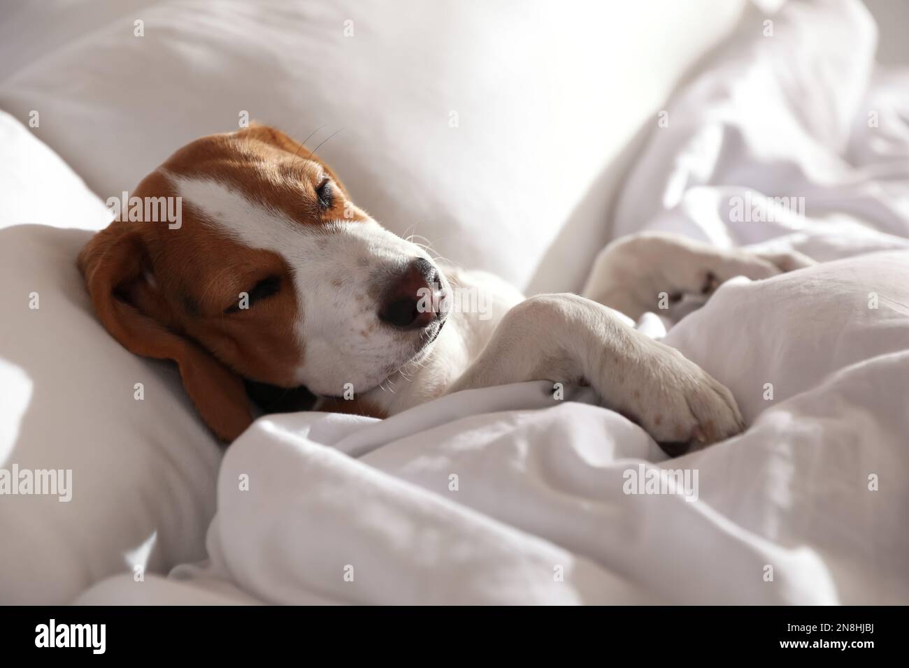 Cute Beagle puppy sleeping in bed. Adorable pet Stock Photo - Alamy