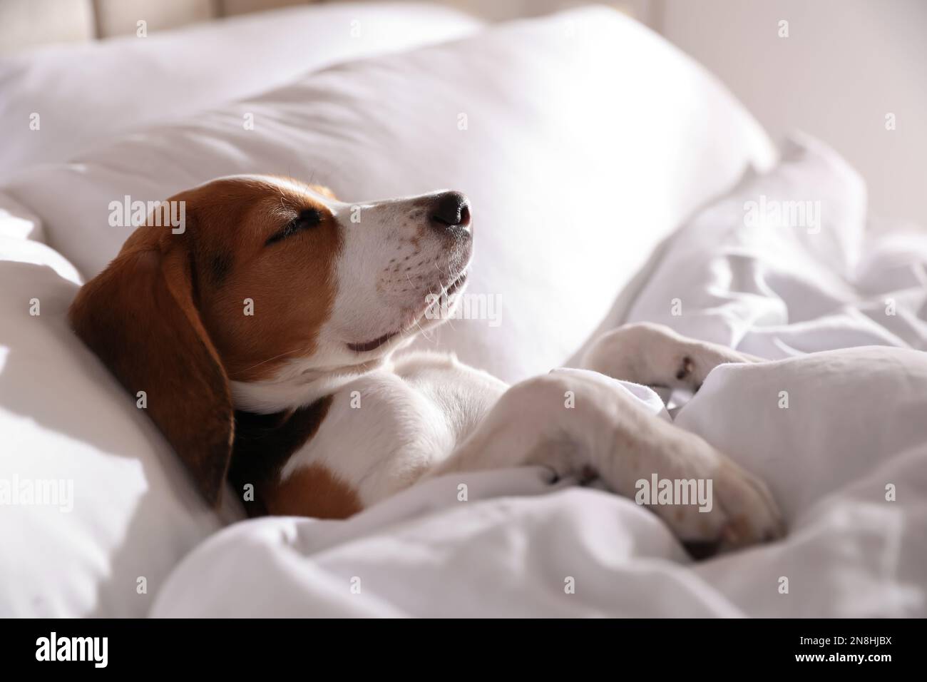 Cute Beagle puppy sleeping in bed. Adorable pet Stock Photo - Alamy